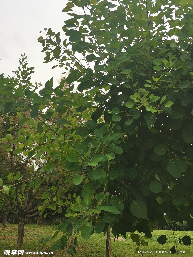 绿树