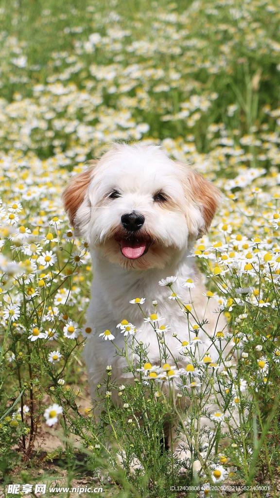 狗狗