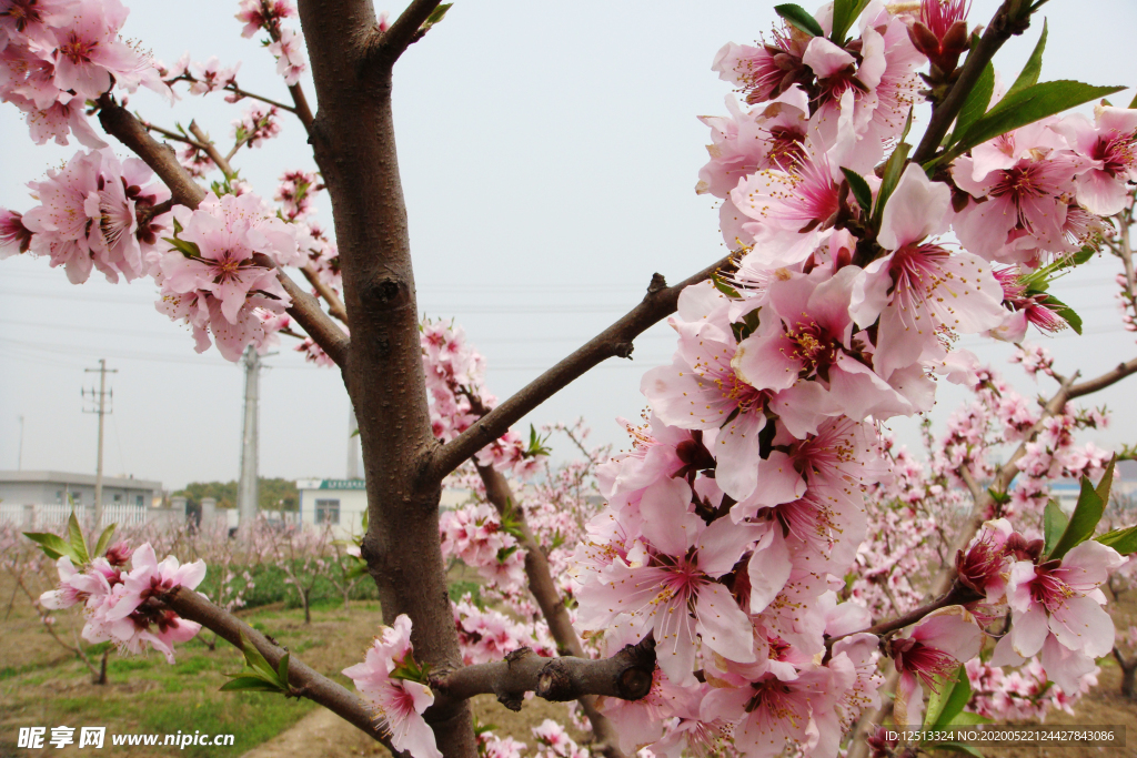 桃花