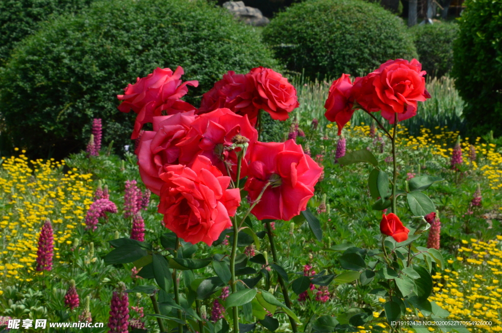月季花
