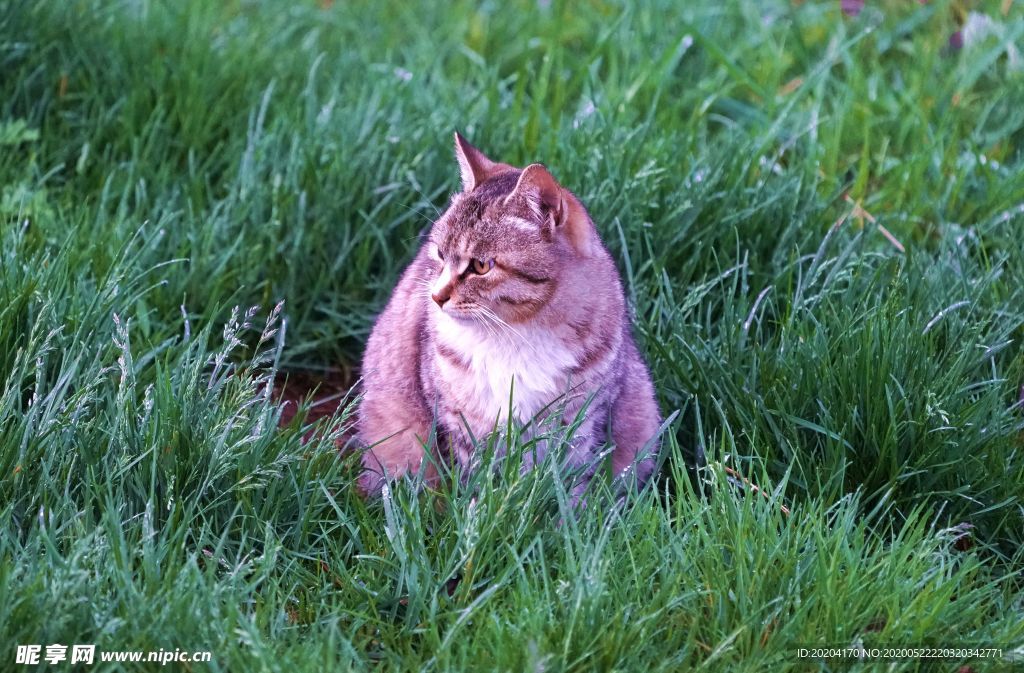 静候猎物的猫