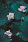 荷花写实