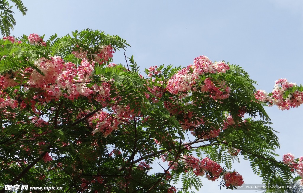 苹果树