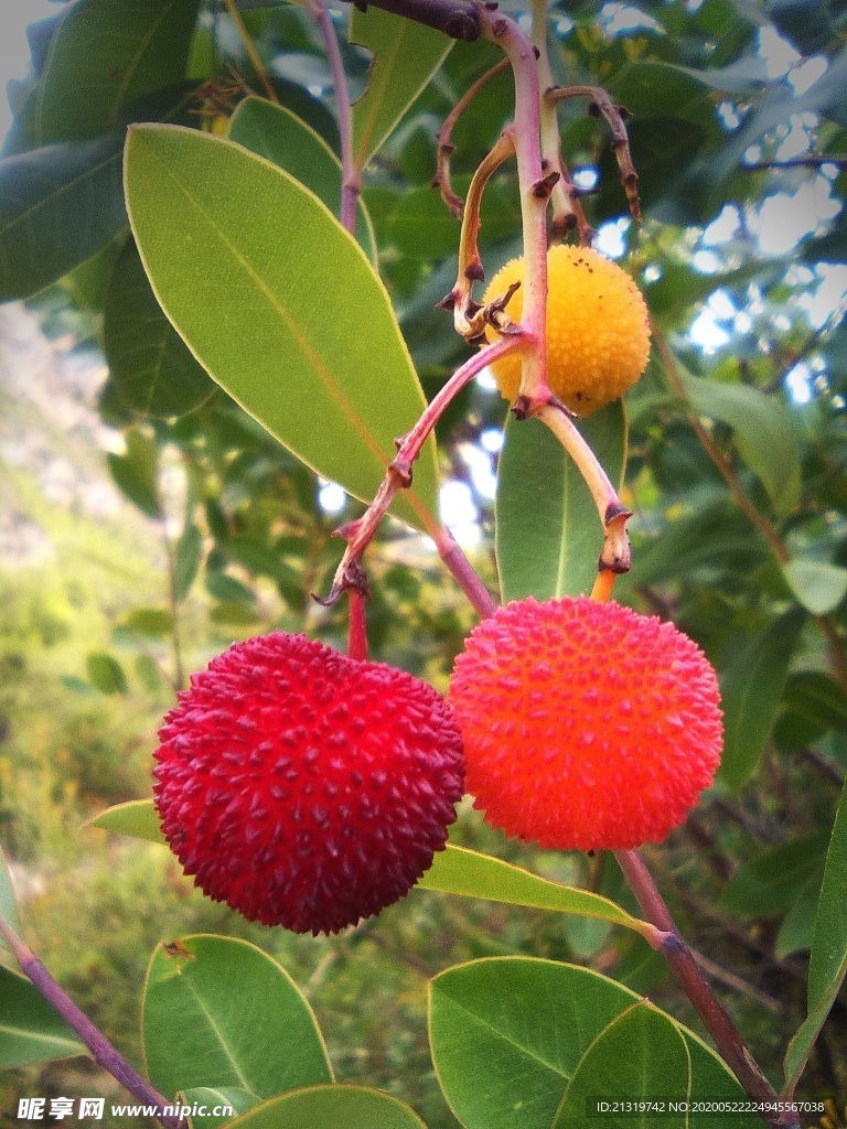 枝上荔枝