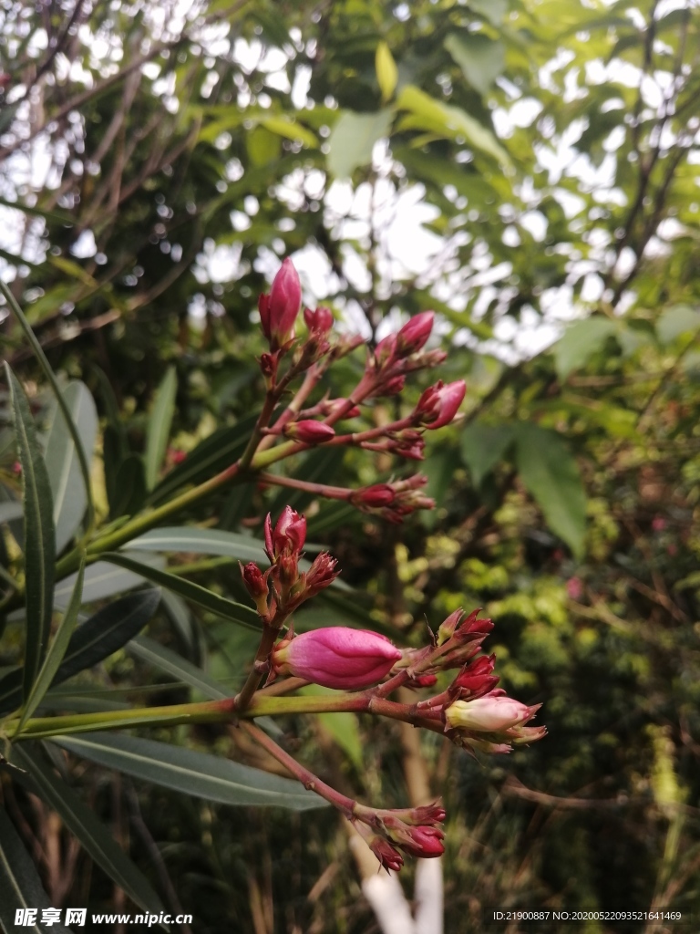夹竹桃