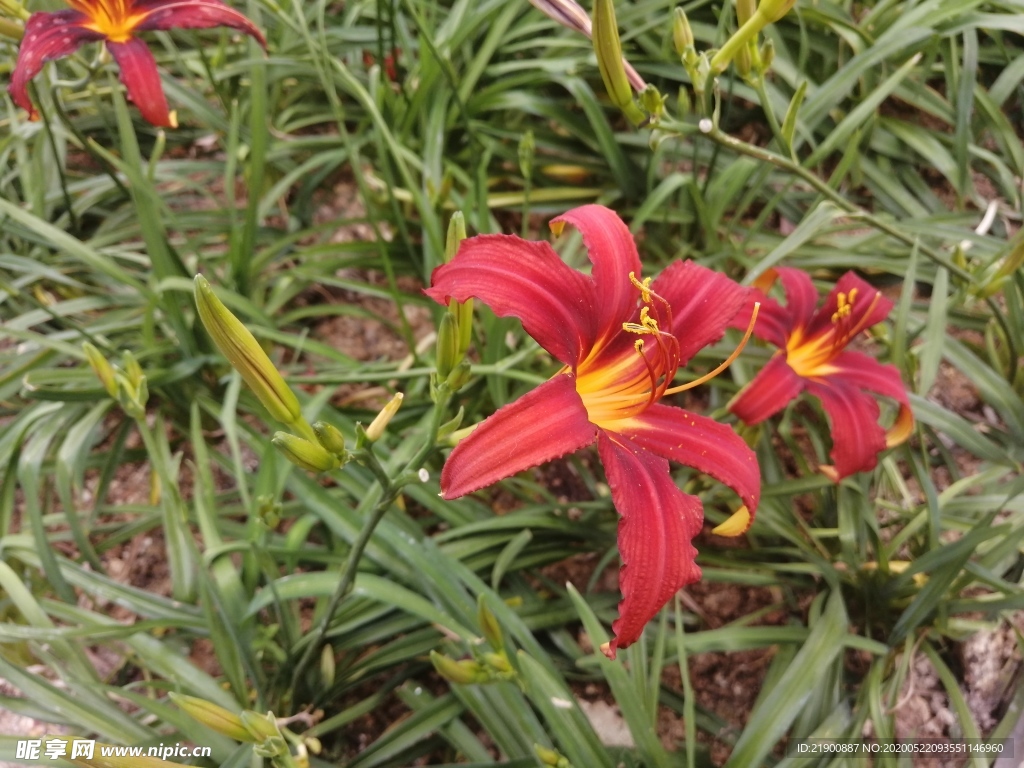 百合花