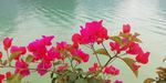 湖边鲜花