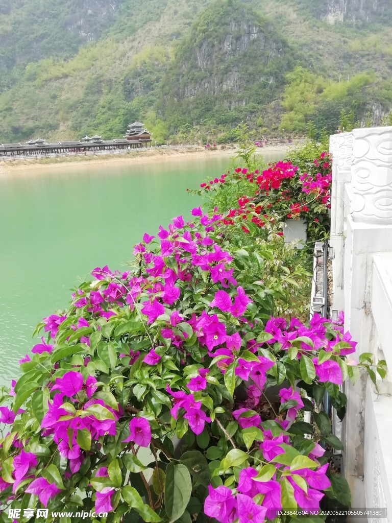 湖边的鲜花