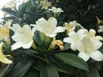非洲茉莉 灰莉
