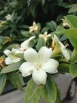 灰莉 非洲茉莉