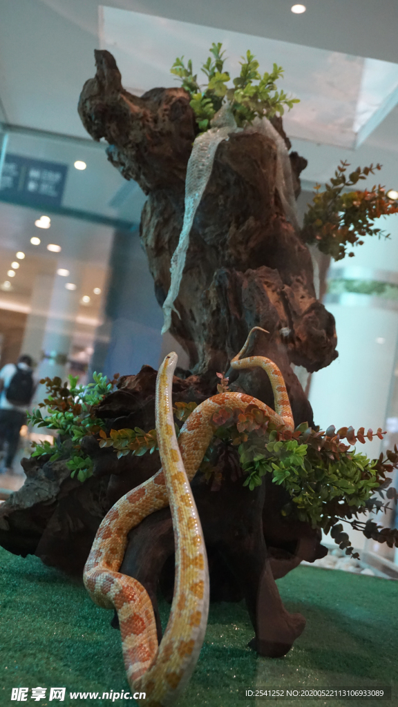 泰国毒蛇