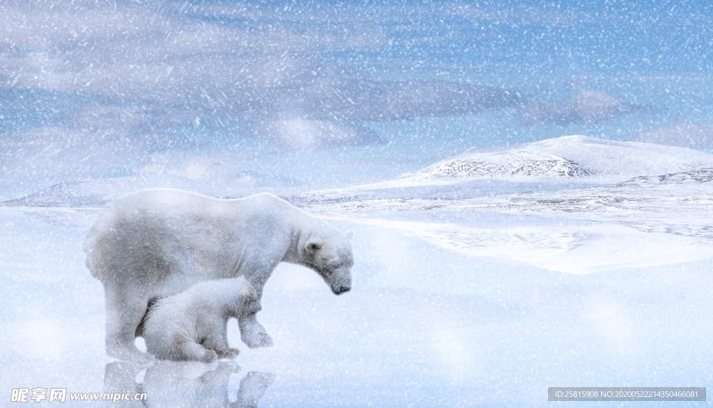 北极熊白熊图片
