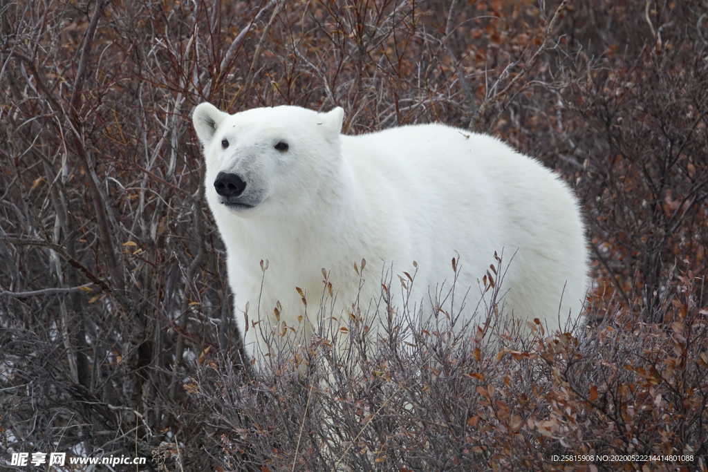 北极熊白熊图片
