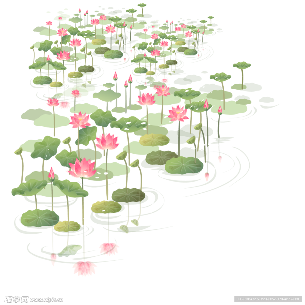 荷花