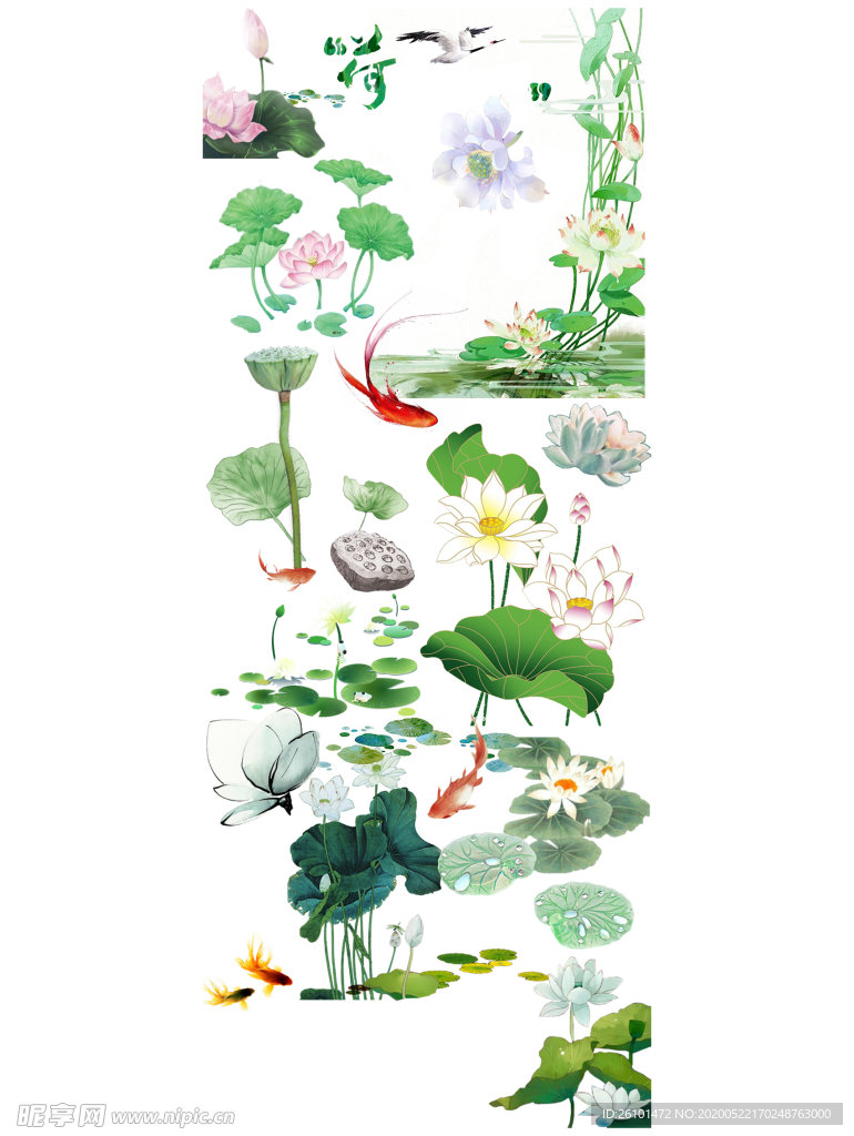 荷花