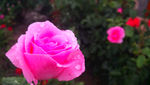 月季花