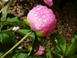 芍药