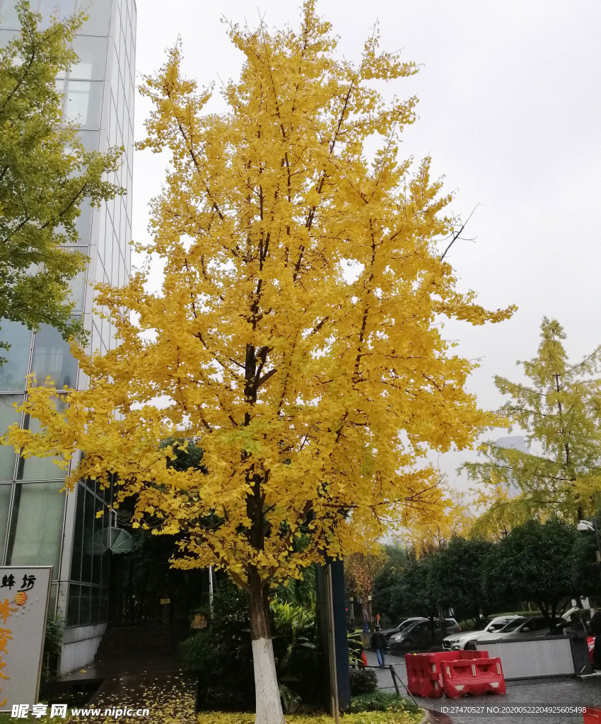 银杏树
