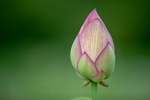 绿色植物