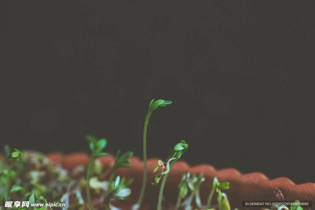 绿色植物