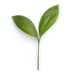 绿色植物