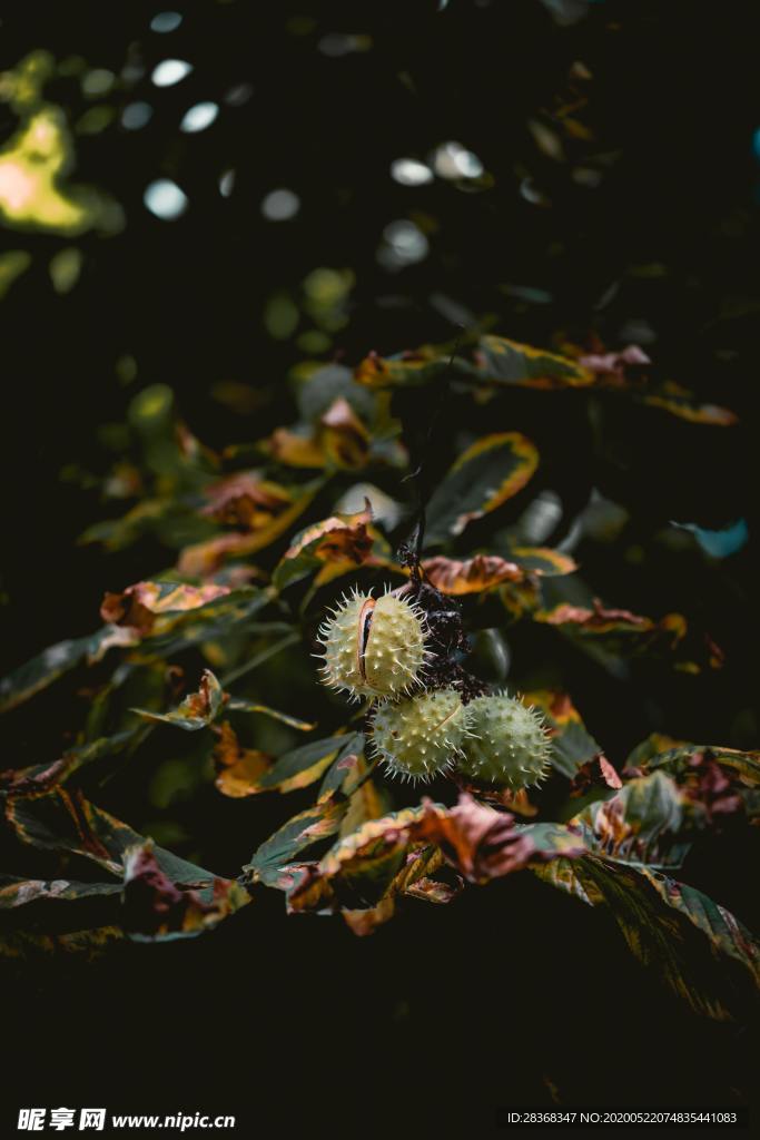 绿色植物