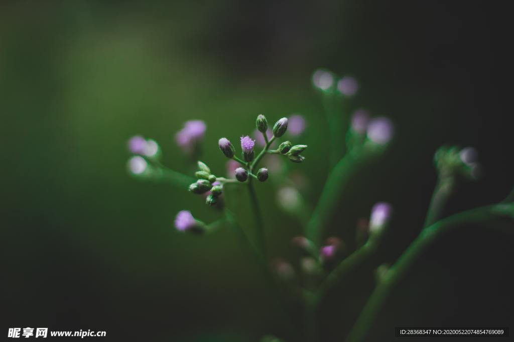 绿色植物