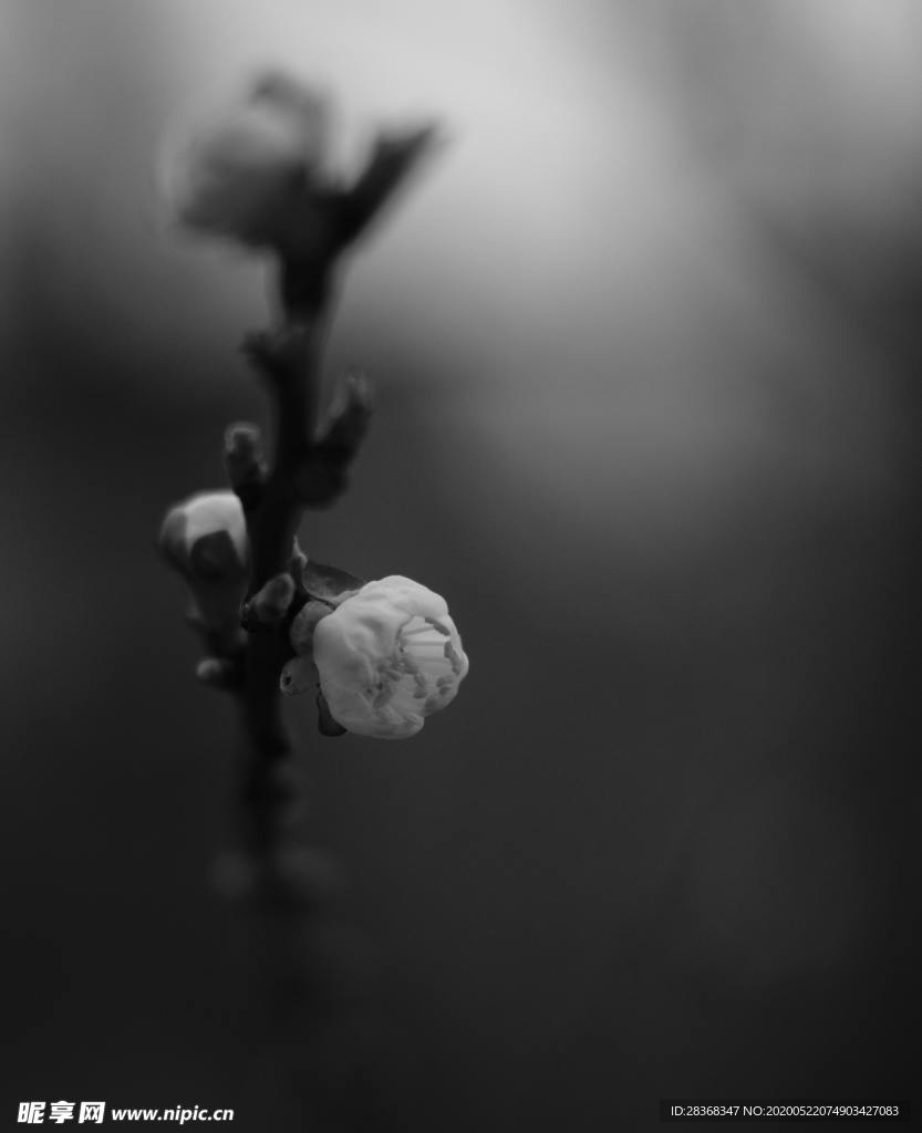 绿色植物