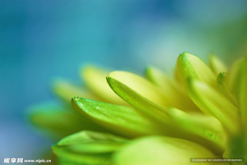 绿色植物