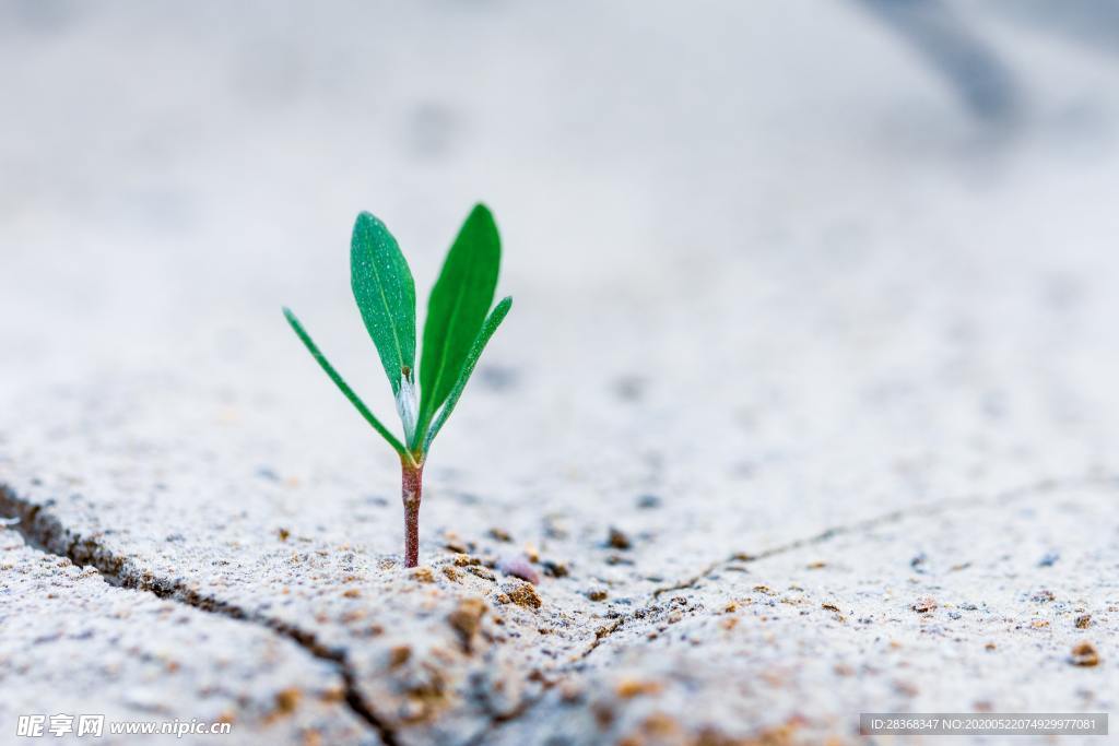 绿色植物