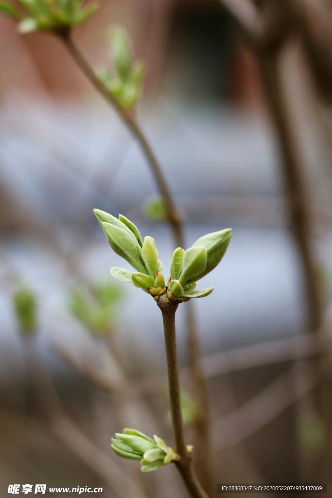 绿色植物