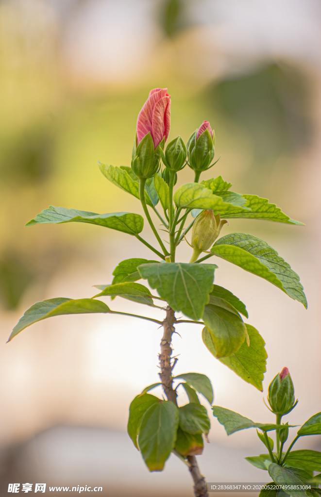 绿色植物