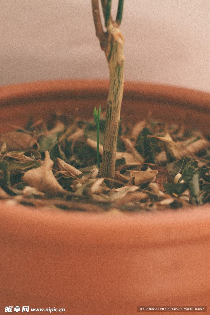 绿色植物