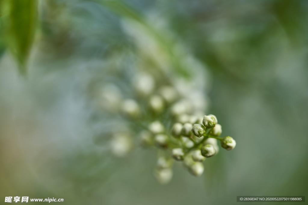 绿色植物