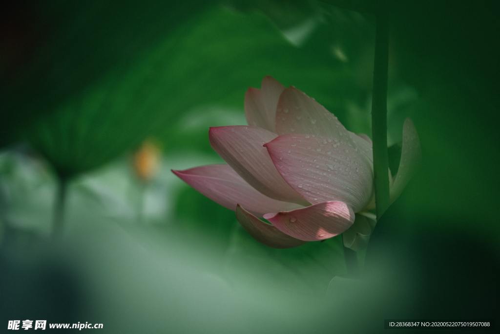 绿色植物