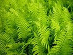 绿色植物