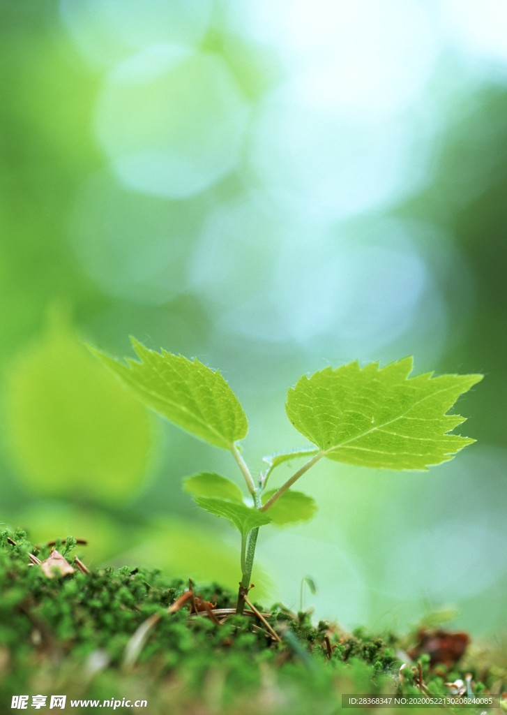 绿色植物