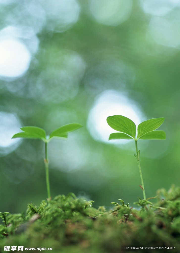 绿色植物