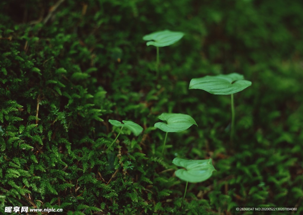 绿色植物