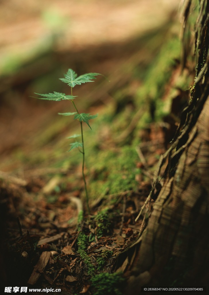 绿色植物