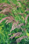 麦穗 植物