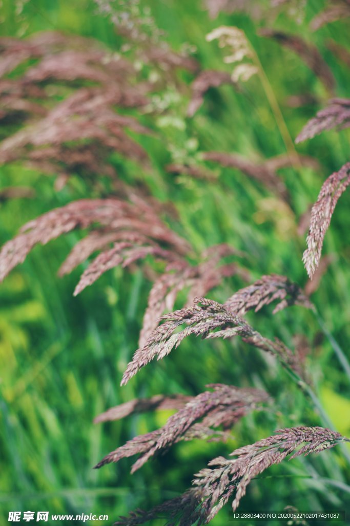 麦穗 植物