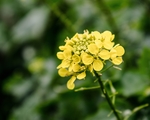 油菜花 植物
