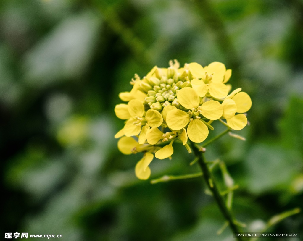 油菜花 植物