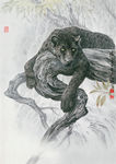 黑豹
