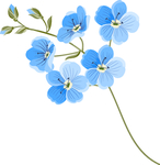 花卉