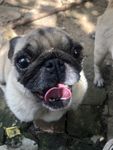 沙皮狗
