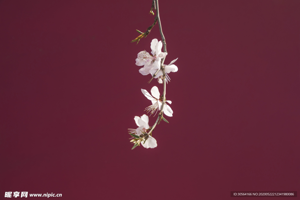 梅花樱花枝头绽放砖红背景素材