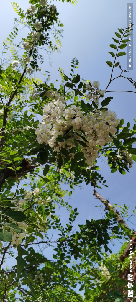 初夏槐花