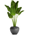 盆栽植物